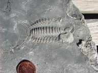 Ceraurus