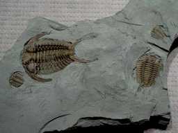 Ceraurus