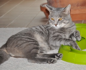 Toby