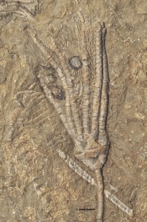 Phacelocrinus