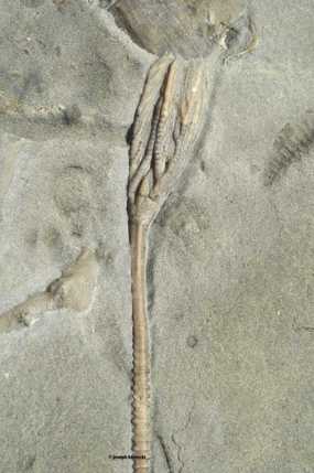 Daedalocrinus