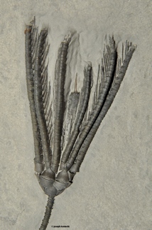 Cupulocrinus