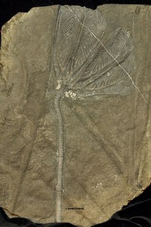 Traumatocrinus
