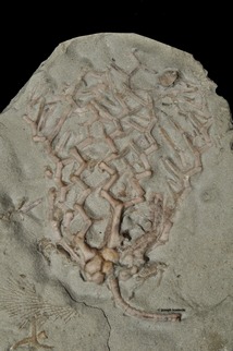 Clathrocrinus