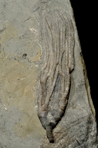 Cosmetocrinus