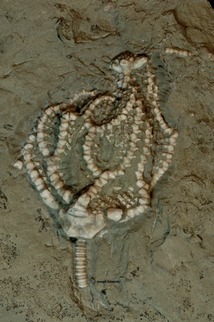 Brabeocrinus