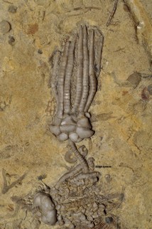 Phanocrinus