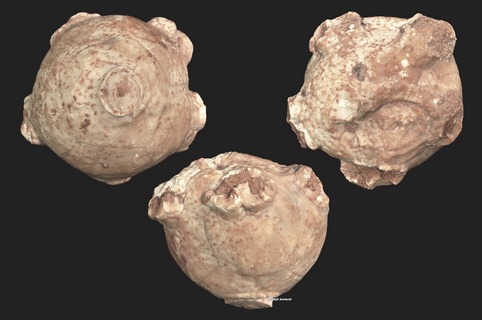 Neoplatycrinus