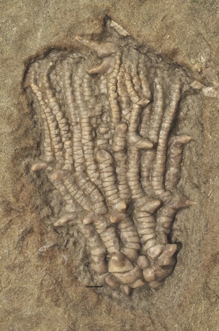 Dasciocrinus