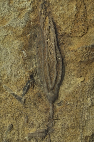 Ampelocrinus