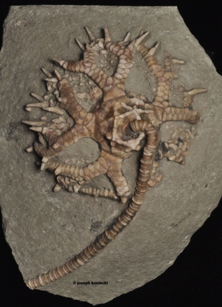 Stellarocrinus