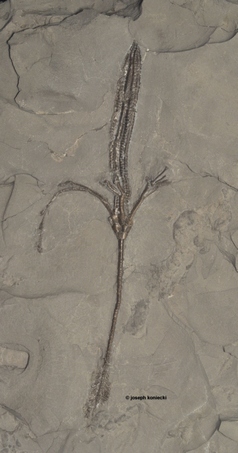 Dendrocrinus