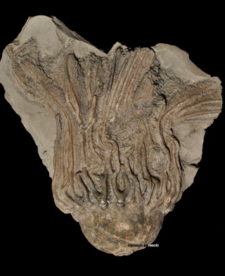 Cupulocrinus