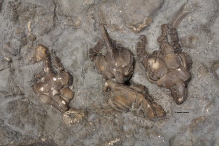 Hybocystites
