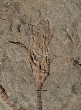 Atelestocrinus