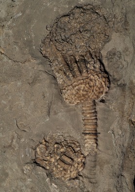 Dolatocrinus