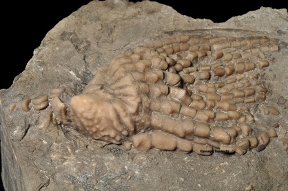 Cunctocrinus
