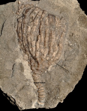 Aorocrinus