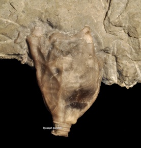 Corocrinus