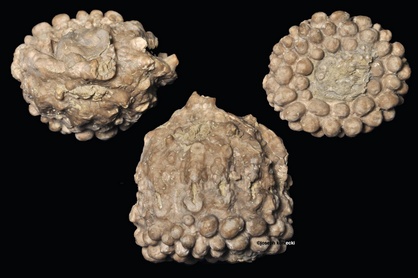 Megistocrinus