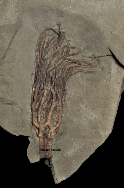 Reterocrinus