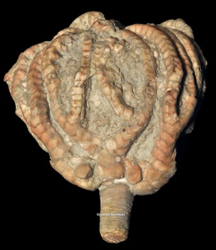 Euonychocrinus
