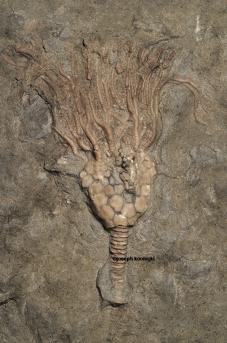Archaeocrinus