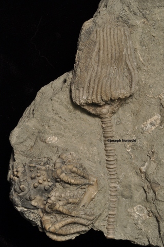 Dizygocrinus