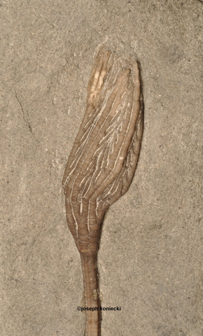 Daedalocrinus