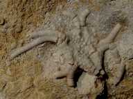 Gilbertsocrinus