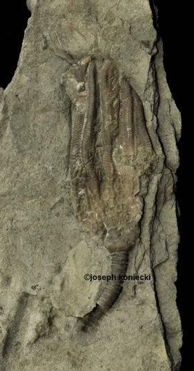 Periglyptocrinus