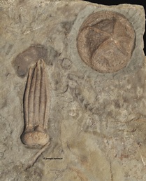 Phanocrinus