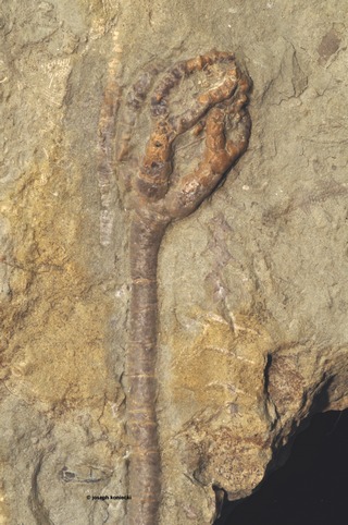 Onychocrinus