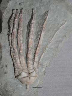 Erisocrinus