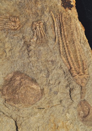 Phacelocrinus