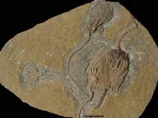 Dizygocrinus