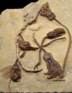 Rhodocrinus