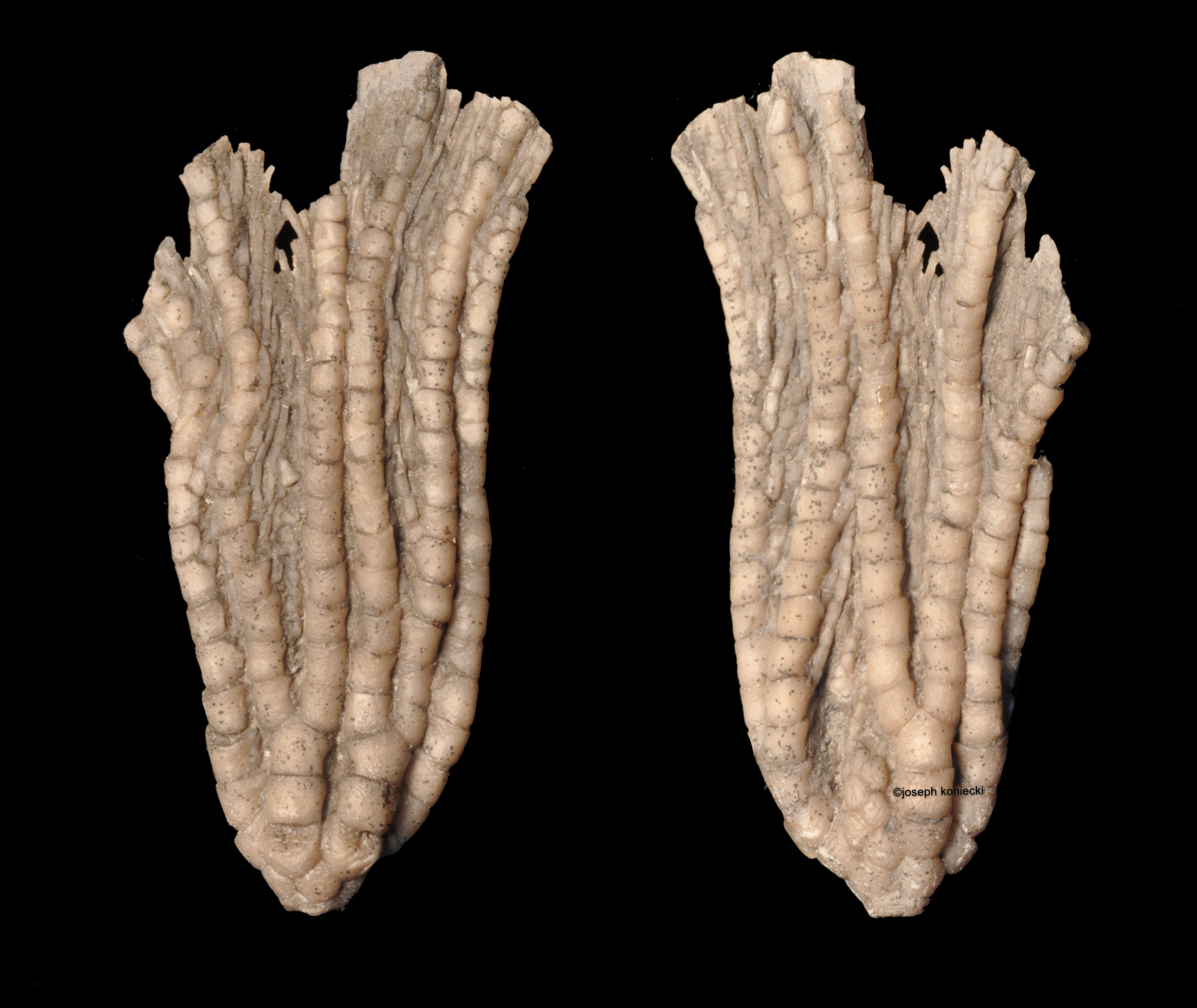 Decadocrinus