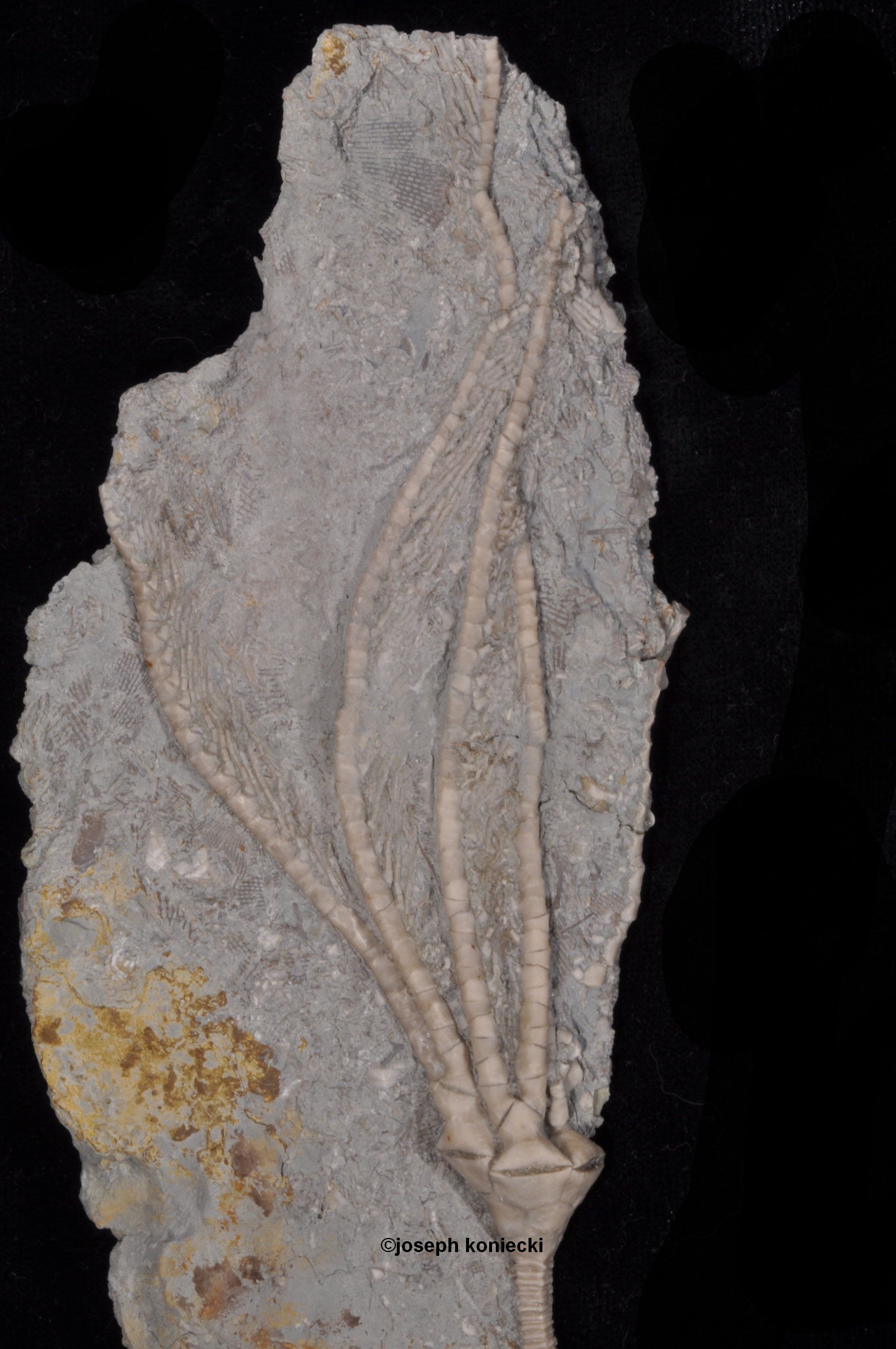 Phacelocrinus