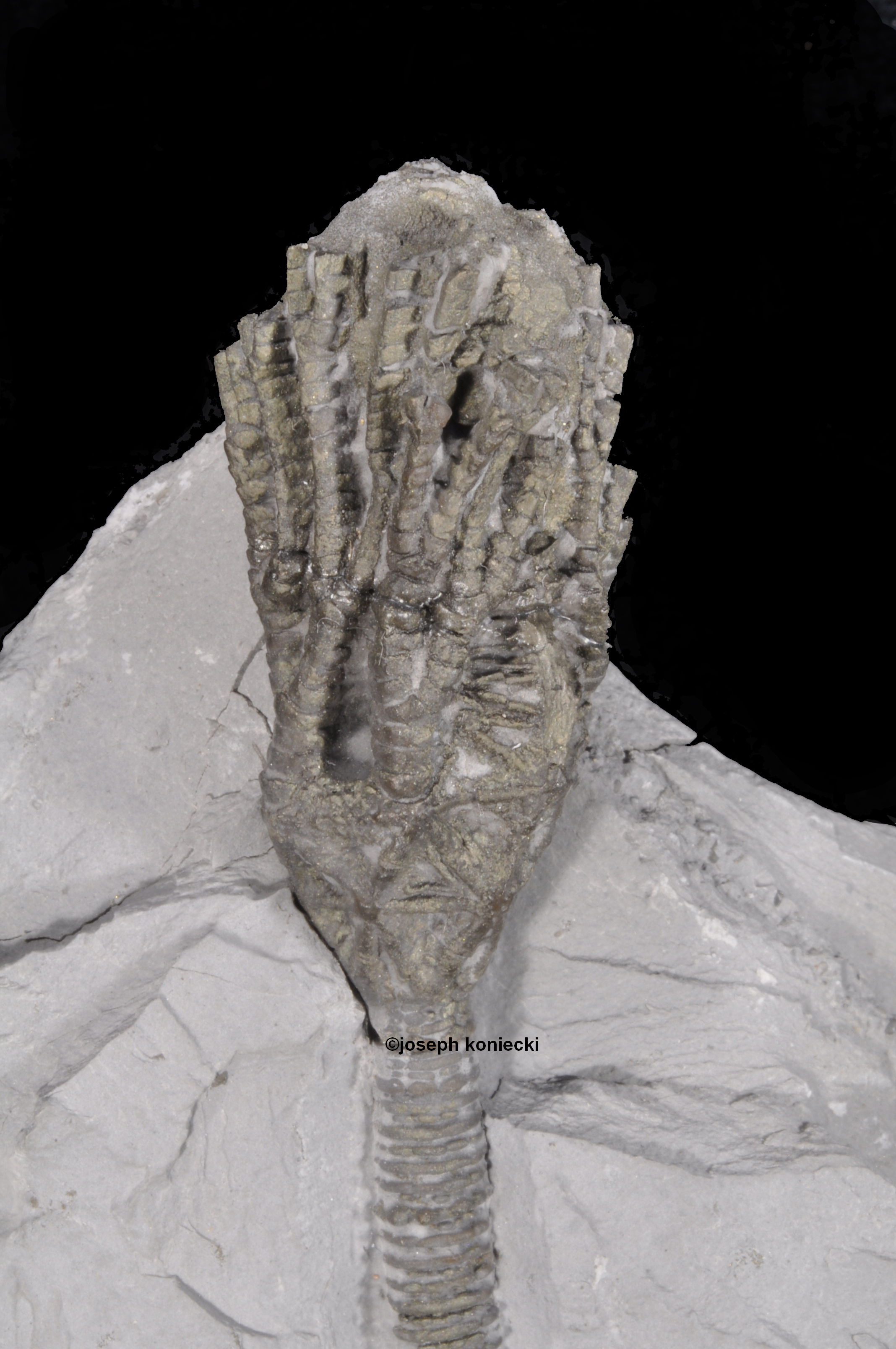 Botryocrinus