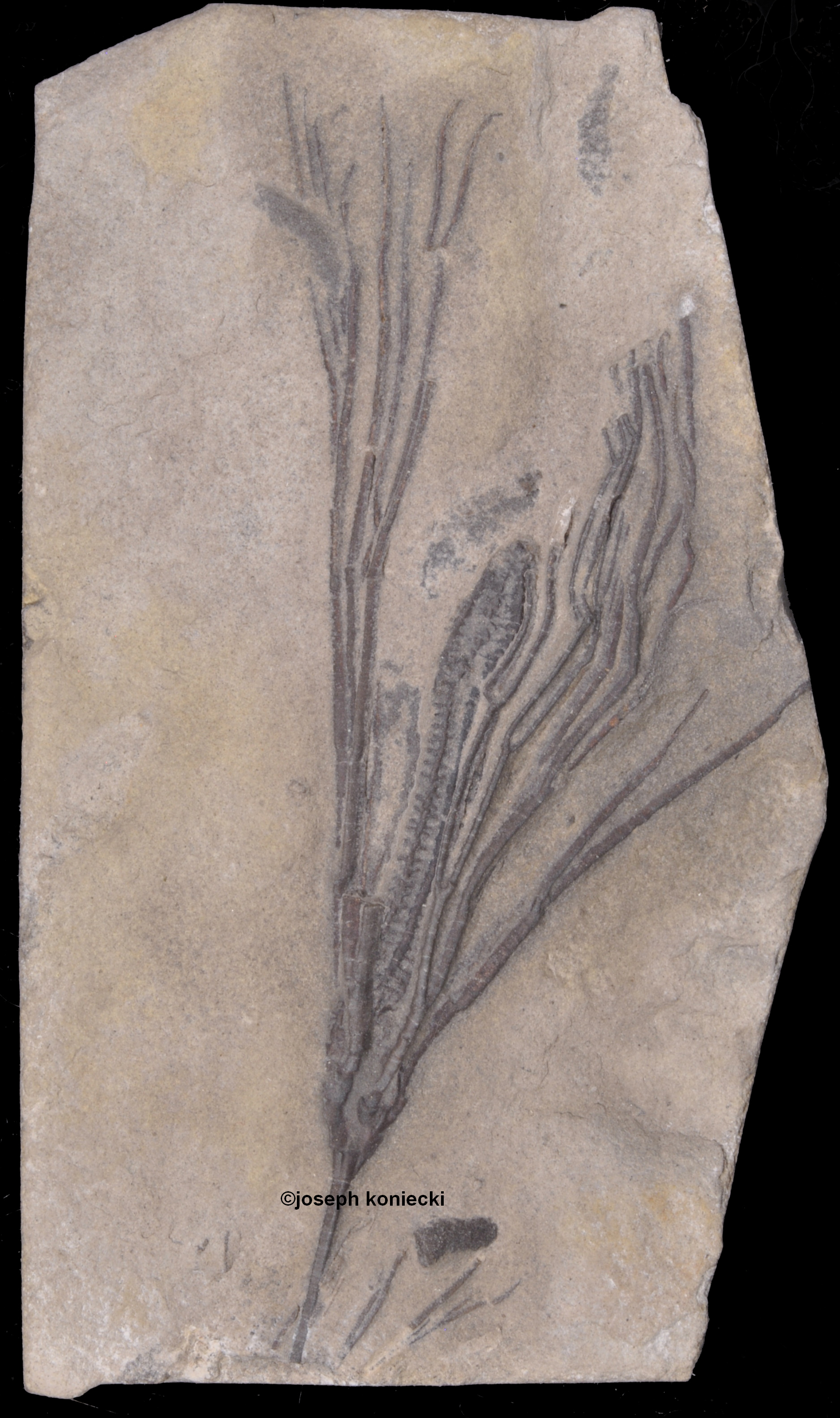 Plicodendrocrinus