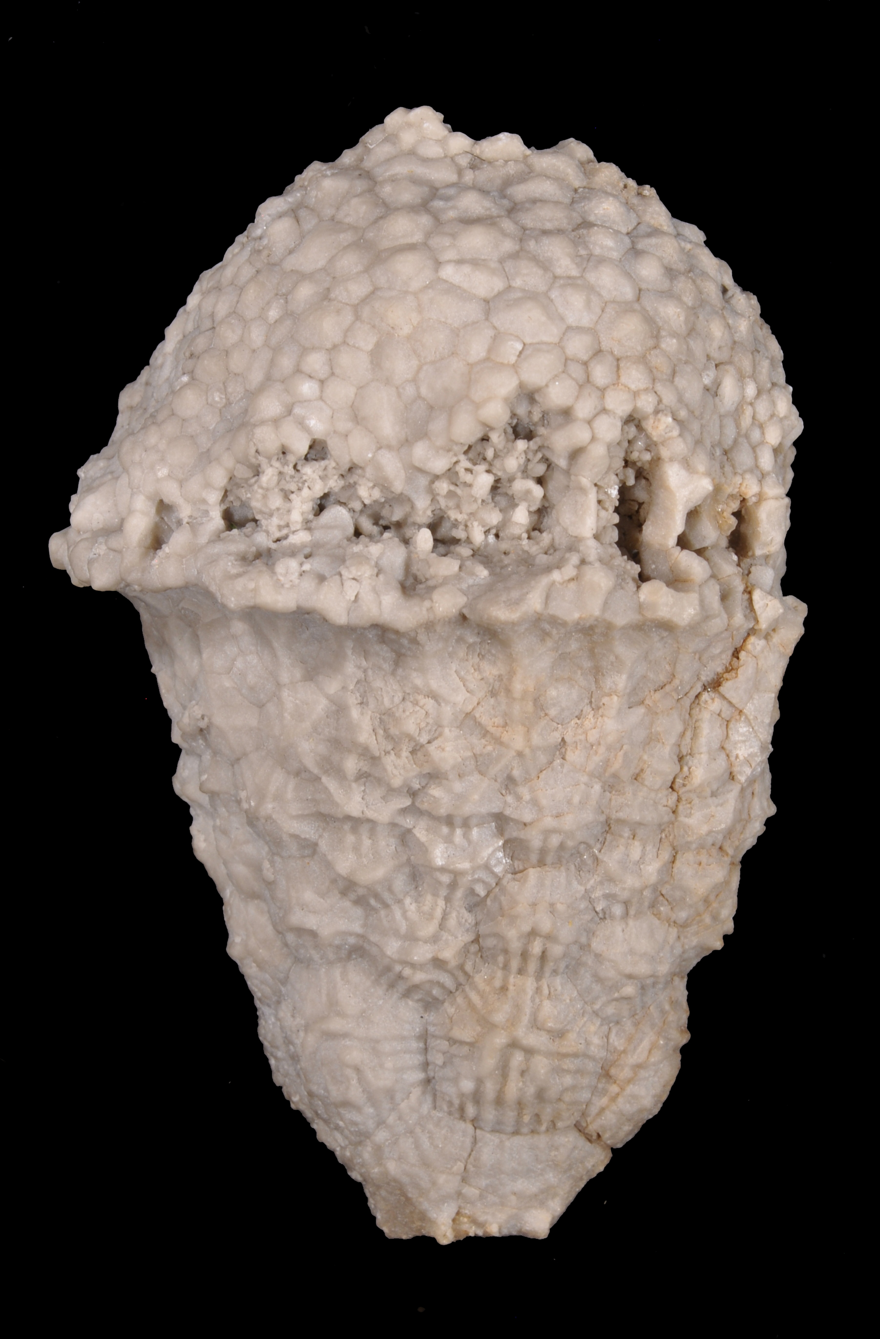 Teleiocrinus