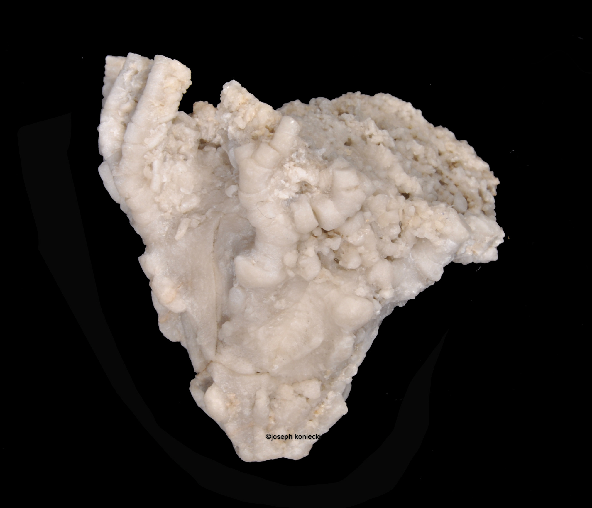 Dichocrinus