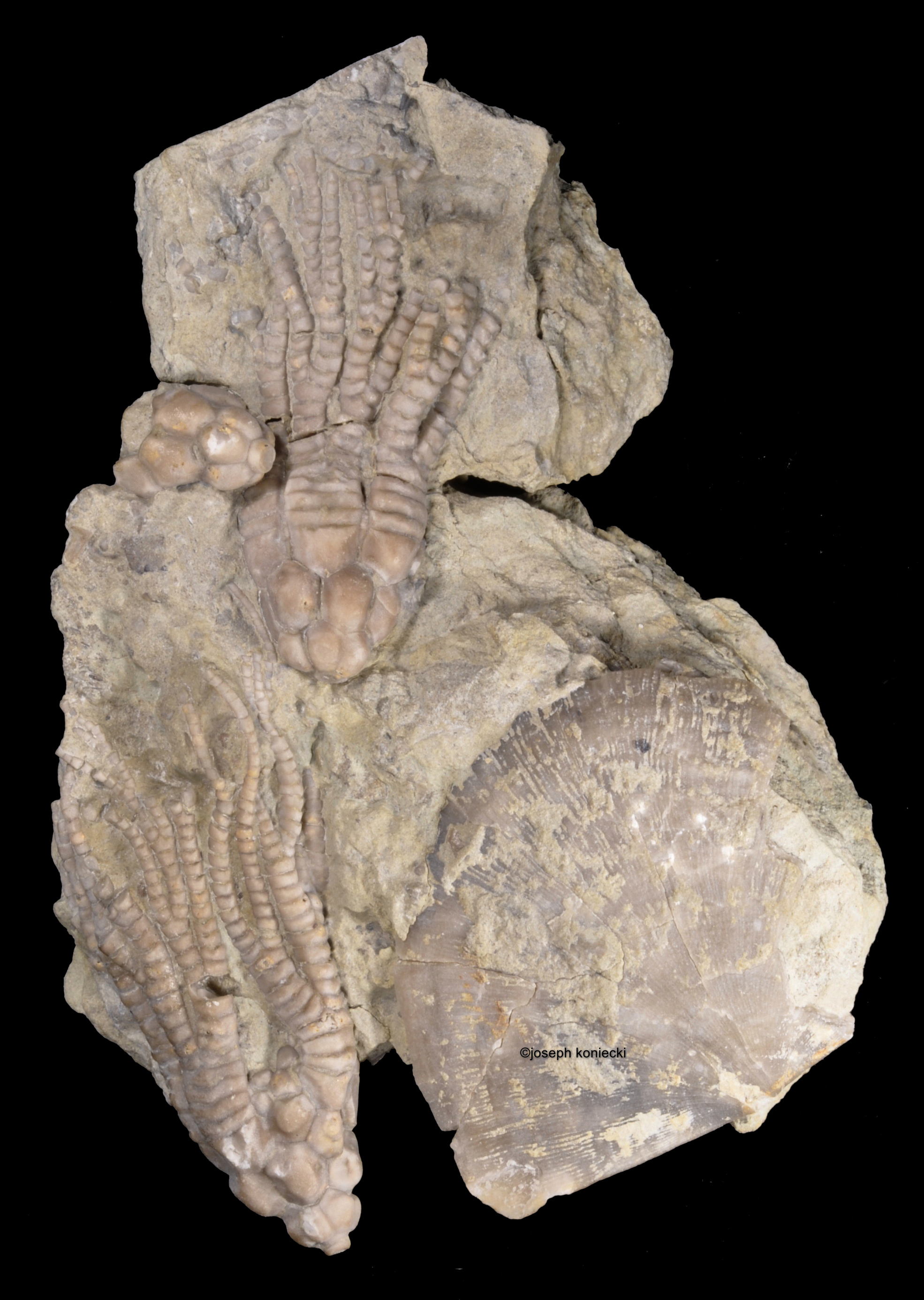 Cupulocrinus