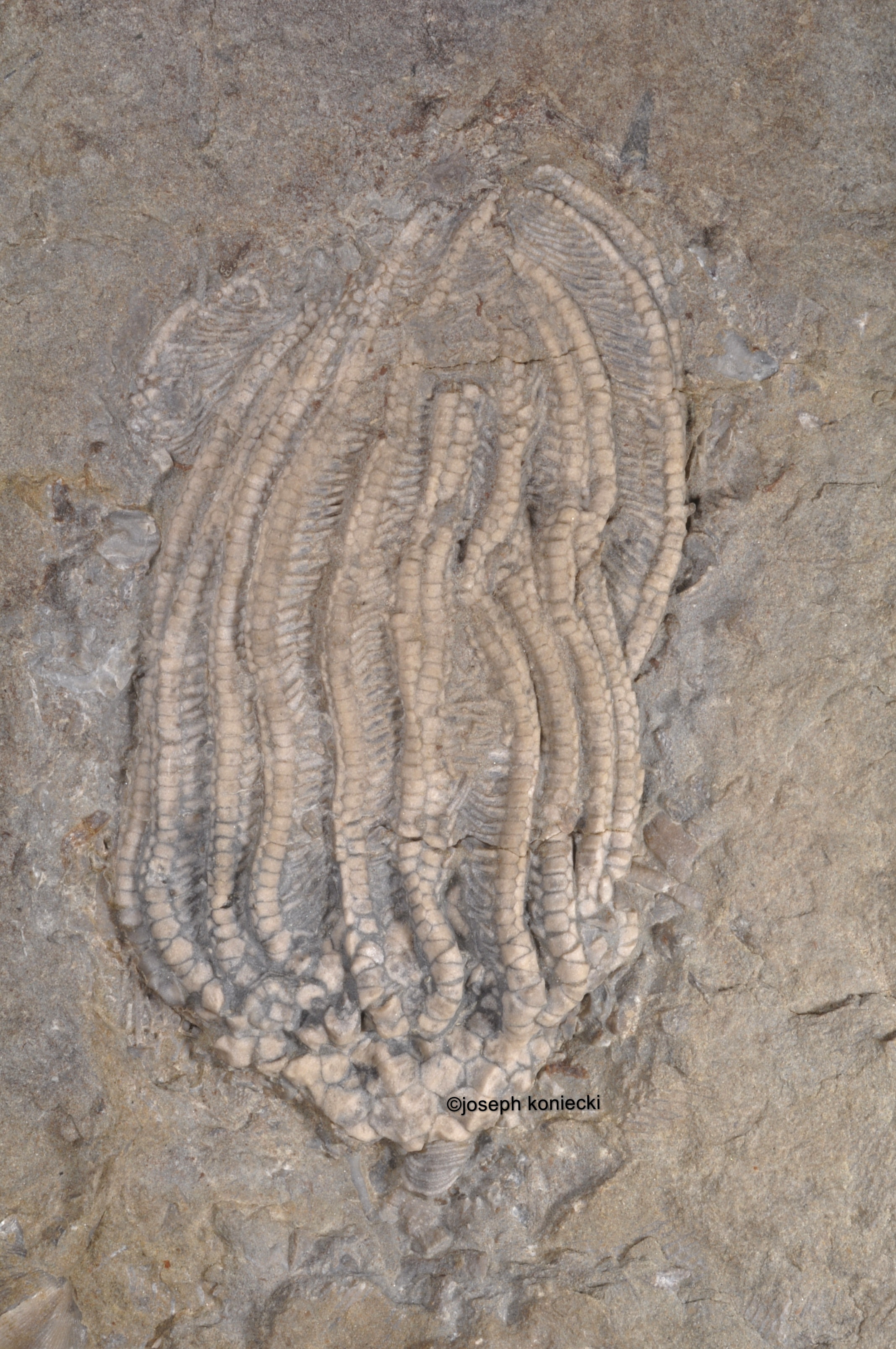 Aorocrinus