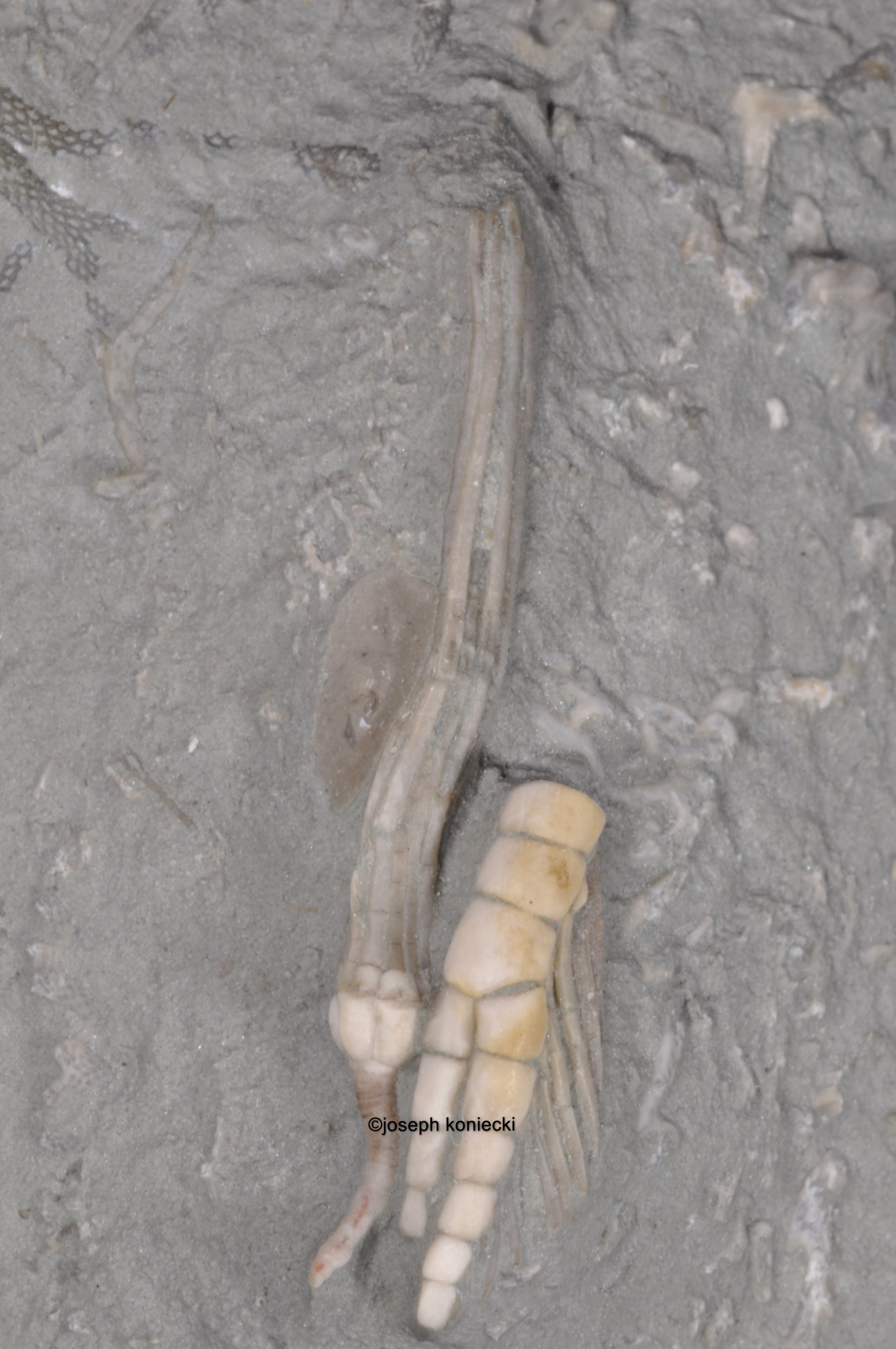 lsoallagecrinus