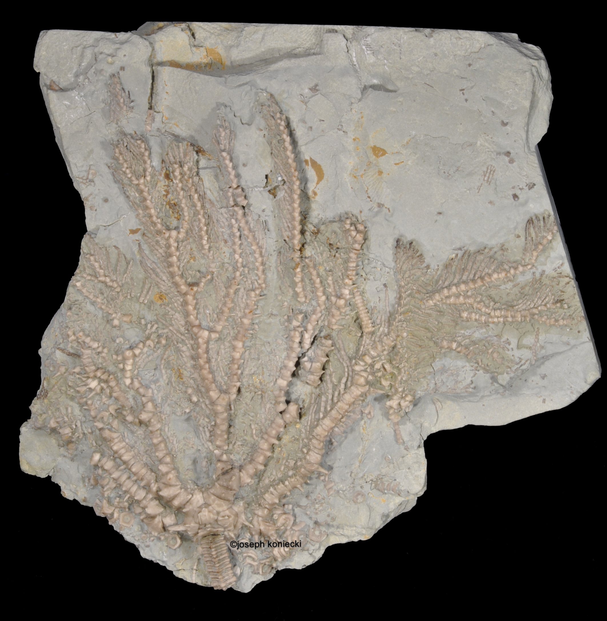 Heliosocrinus