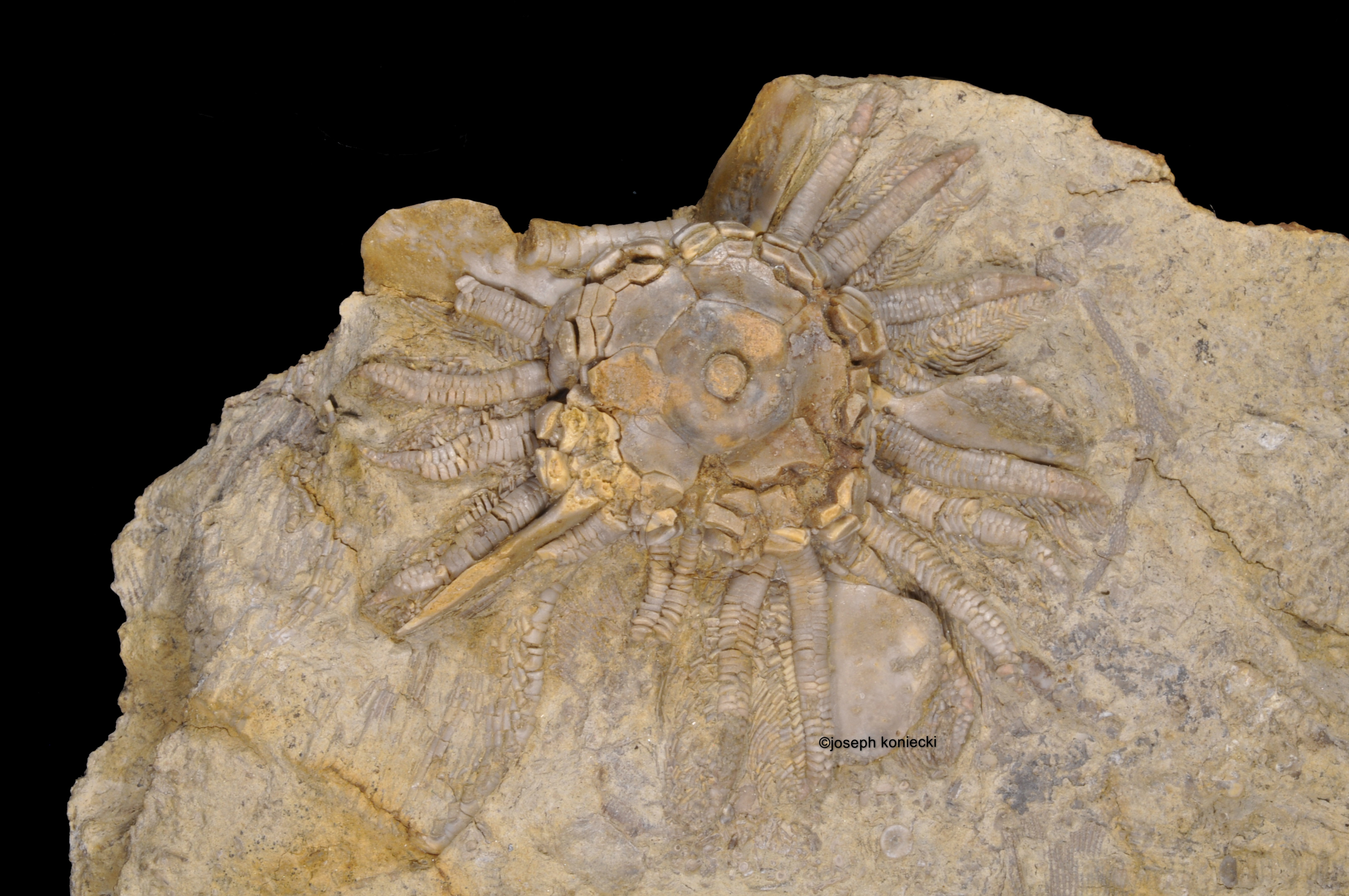 Pterotocrinus