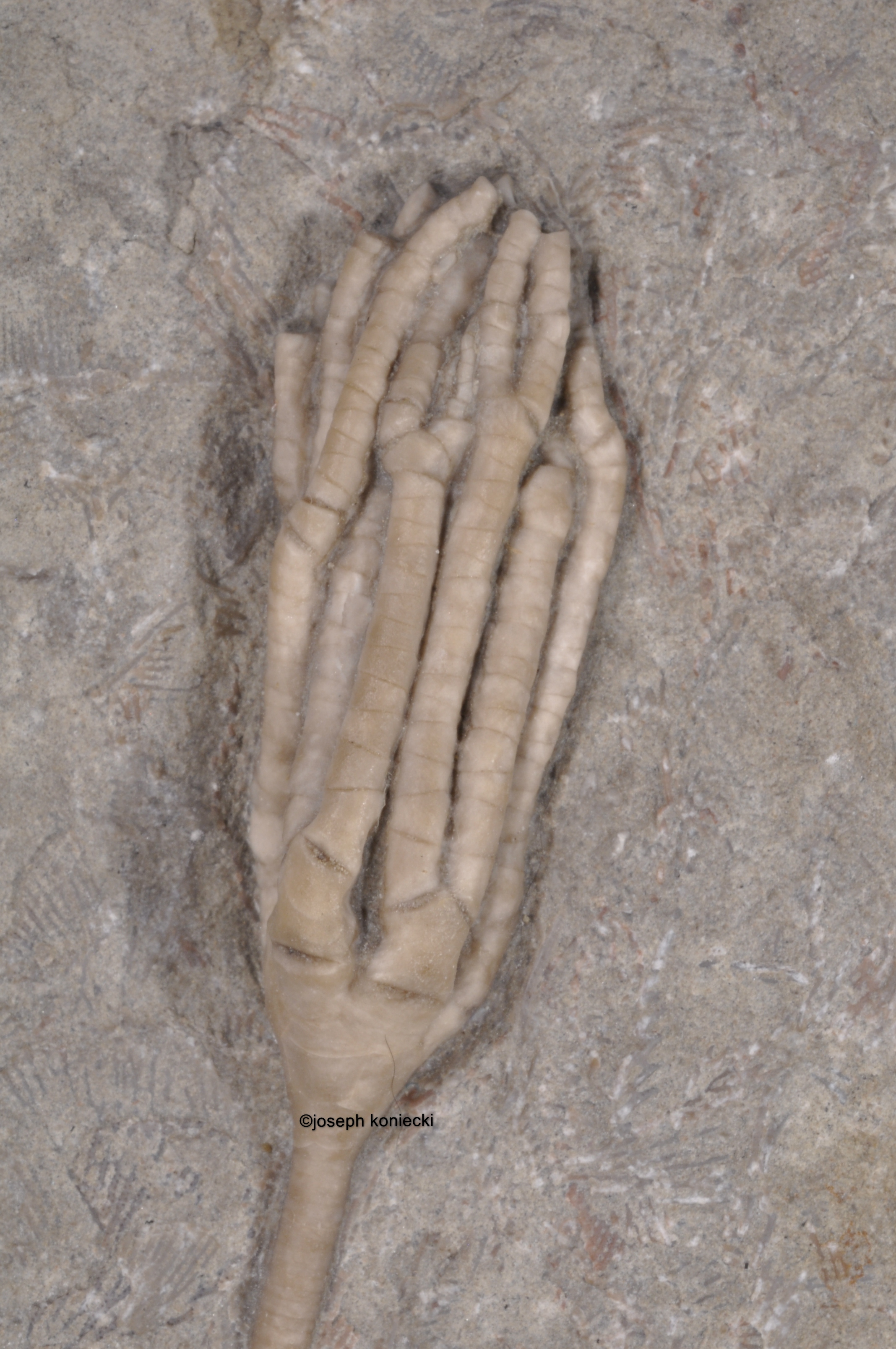 Aphelecrinus