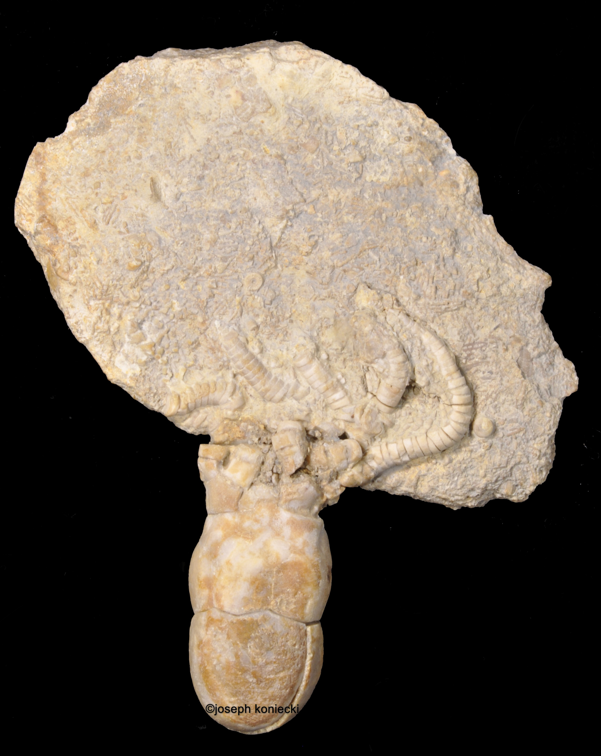 Agassizocrinus